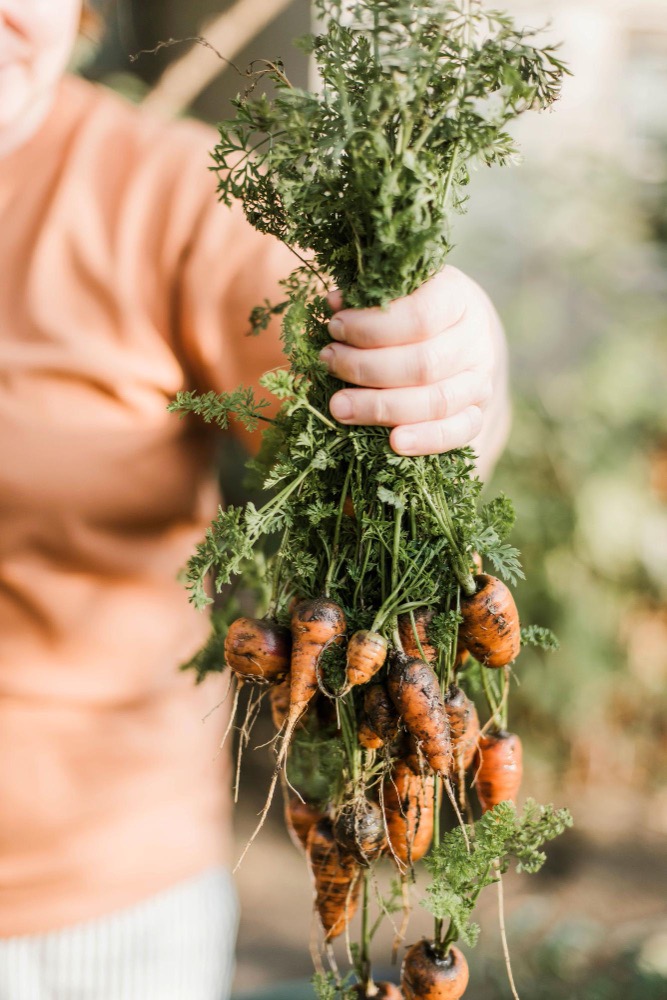 Légumes de Saison-Ferme-du-vinage